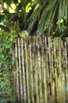 Royalty Free Photo of a Bamboo Fence With Green Plants in Maui, Hawaii