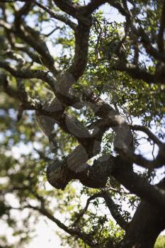 Royalty Free Photo of a Live Oak Tree