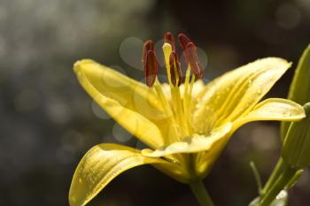 Royalty Free Photo of a Yellow Day Lily