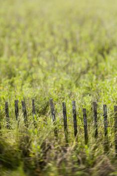 Royalty Free Photo of Grass With a Fence
