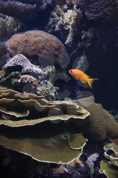 Royalty Free Photo of Fish Swimming Around Coral in an Aquarium in Lisbon, Spain
