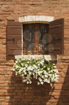 Royalty Free Photo of Basket of White Petunias Hanging From a Window Sill Against a Brick Wall