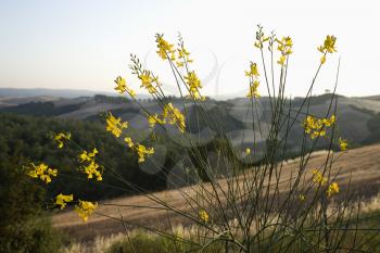 Royalty Free Photo of Yellow Wildflowers Growing on Hillside in Tuscany, Italy