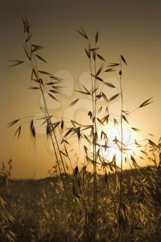 Oat plants growing in field at sunset in Tuscany, Italy.