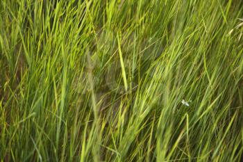 Royalty Free Photo of a Close-up of Grass Growing in Tuscany, Italy