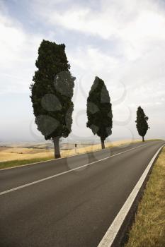 Royalty Free Photo of Three Mediterranean Cypress Trees Along a Rural Road