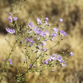 Royalty Free Photo of a Blue Leaf Aster Wildflowers in a Field in Zion National Park, Utah