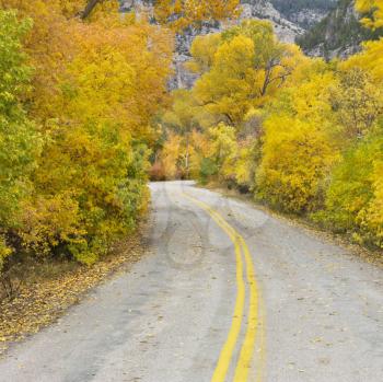 Royalty Free Photo of a Country Road With Yellow Aspen Trees on Both Sides