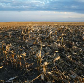 Royalty Free Photo of a Dead Cornfield in Rural South Dakota