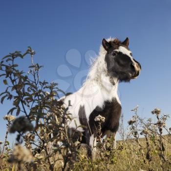 Low angle view of black and white Falabella miniature horse in field.