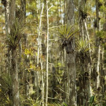 Royalty Free Photo of Air Plants Growing on Cypress Trees in Everglades National Park, Florida, USA