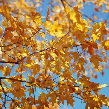 Royalty Free Photo of a Maple Tree in Fall Color in Washington, DC, USA