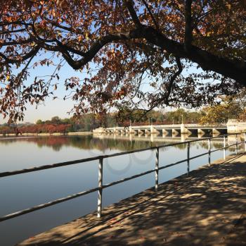 Royalty Free Photo of a Tree by a Tidal Basin in Washington, DC, USA