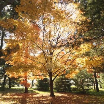 Royalty Free Photo of Maple Trees in Autumn