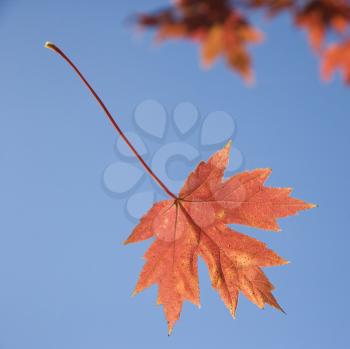 Royalty Free Photo of a Red Autumn Maple Leaf With a Blue Sky in the Background