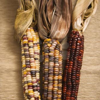 Royalty Free Photo of Three Multicolored Ears of Indian Corn