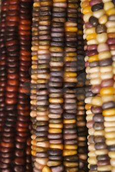 Royalty Free Photo of a Close-up of Three Multicolored Ears of Indian Corn