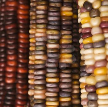 Royalty Free Photo of a Close-Up of Three Multicolored Ears of Indian Corn