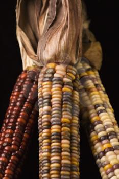Royalty Free Photo of a Close-up of Three Multicolored Ears of Indian Corn