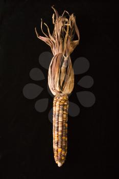 Royalty Free Photo of an Ear of Multicolored Indian Corn Against a Black Background