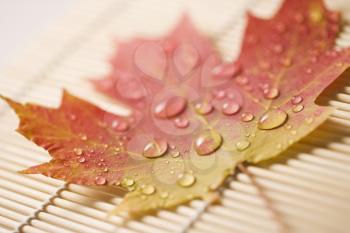 Sugar Maple leaf  in Fall color sprinkled with water droplets resting on bamboo mat.