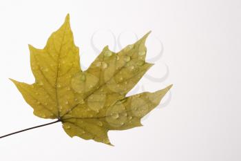 Royalty Free Photo of a Sugar Maple Leaf Sprinkled With Water Droplets