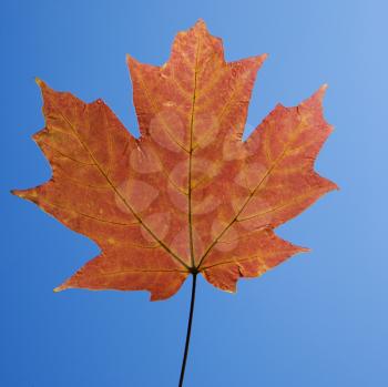 Royalty Free Photo of a Red Sugar Maple Leaf 