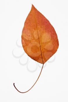 Royalty Free Photo of an Orange Bradford Pear Leaf