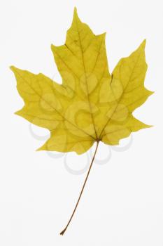 Royalty Free Photo of a Sugar Maple Leaf