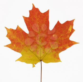 Royalty Free Photo of a Sugar Maple Leaf in Fall Color