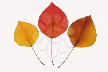 Royalty Free Photo of Bradford Pear Leaves in Fall Color