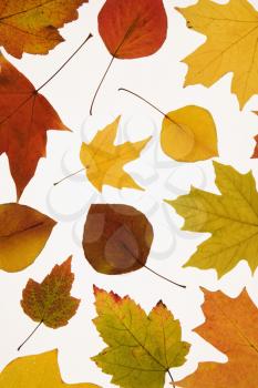 Royalty Free Photo of Leaves in Fall Color Against a White Background