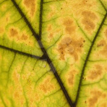 Royalty Free Photo of a Close-up of Sugar Maple Leaf Veins