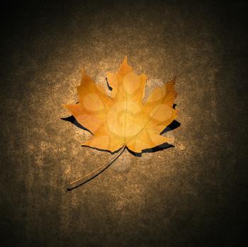 Royalty Free Photo of a Maple Leaf Spotlighted Against a Concrete Background