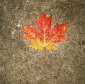Royalty Free Photo of a Red Sugar Maple Leaf