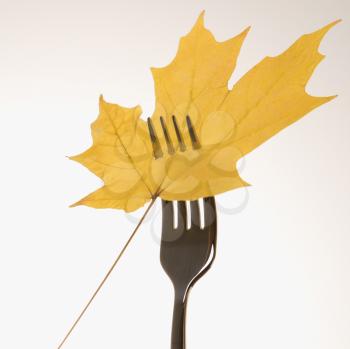 Royalty Free Photo of a Yellow Maple Leaf Pierced by a Dinner Fork
