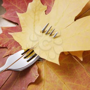 Royalty Free Photo of Maple Leafs Pierced by a Dinner Fork
