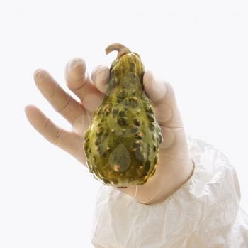 Royalty Free Photo of a Hand Wearing a Rubber Glove Holding a Green Textured Gourd