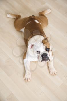 Royalty Free Photo of an English Bulldog Relaxing