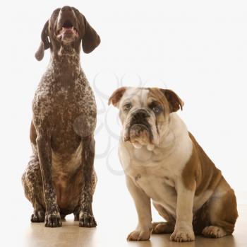 Royalty Free Photo of an English Bulldog and German Short Haired Pointer Sitting Together
