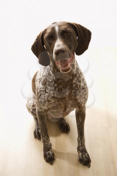 Royalty Free Photo of a German Short Haired Pointer Dog Sitting