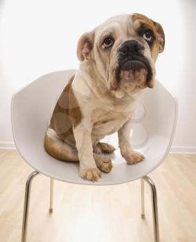 Royalty Free Photo of an English Bulldog Sitting in a Chair