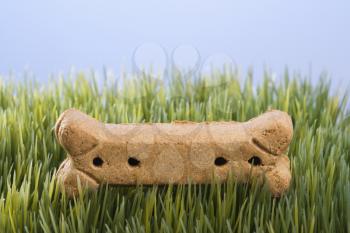 Royalty Free Photo of a Dog Treat on Grass