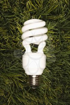 Royalty Free Photo of a Studio Shot of an Energy Saving Light Bulb Laying in Grass