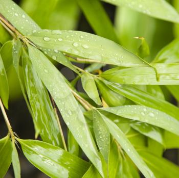 Royalty Free Photo of a Close-up of Bamboo Leaves With Water Droplets on Them.