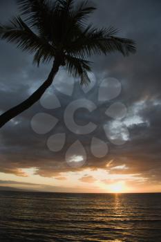 Royalty Free Photo of the Sunset Over the Pacific Ocean With Palm Tree in Maui, Hawaii, USA