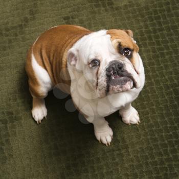 Royalty Free Photo of an English Bulldog Puppy Sitting on a Carpet Looking Up
