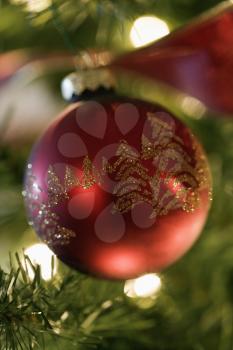 Royalty Free Photo of a Close-up of Red Ornament Hanging in a Christmas Tree