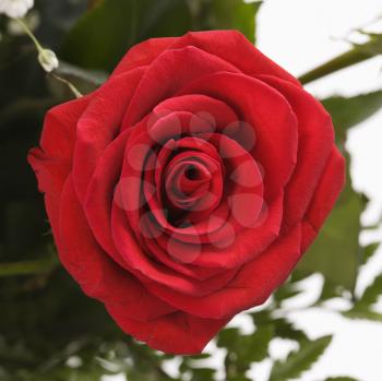 Royalty Free Photo of a Close-up of a Red Rose