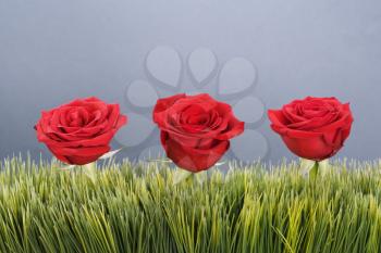 Royalty Free Photo of Three Roses Growing Out of Artificial Green Grass